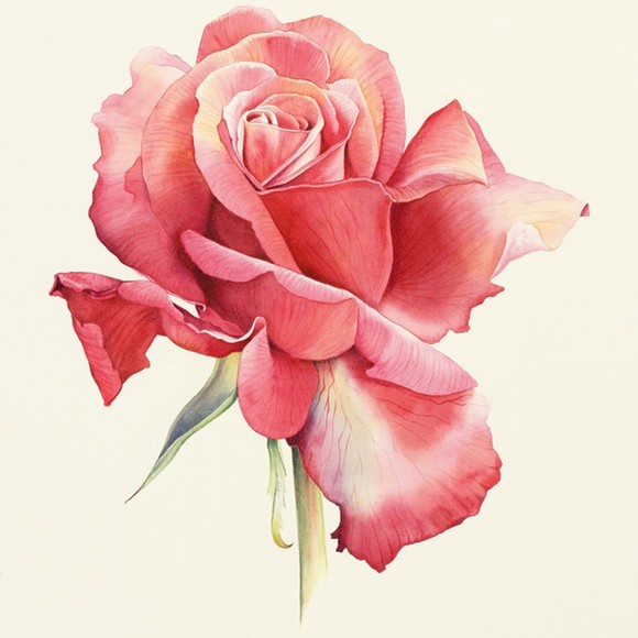 alimatrose